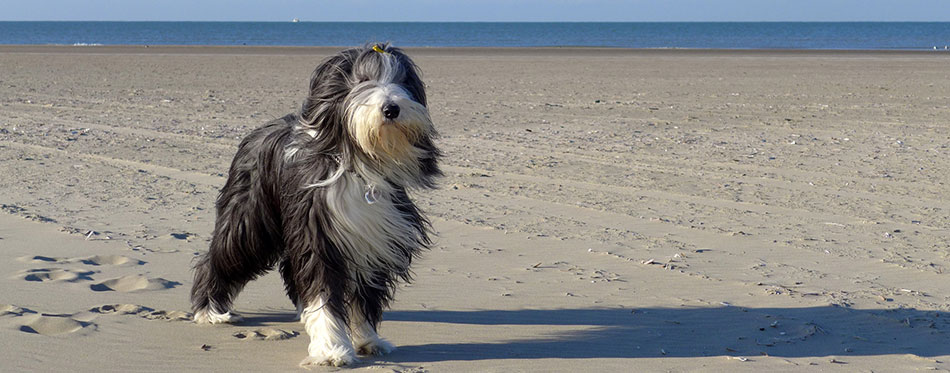 Bearded Collie