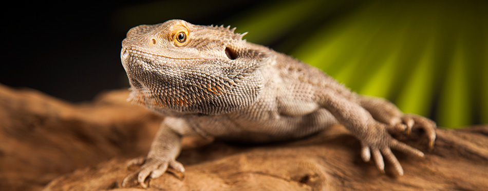 Bearded Dragon