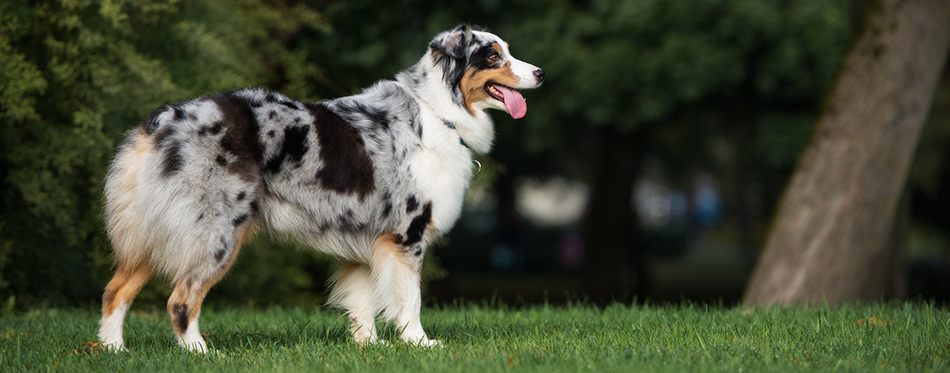 Beautiful Australian Shepherd