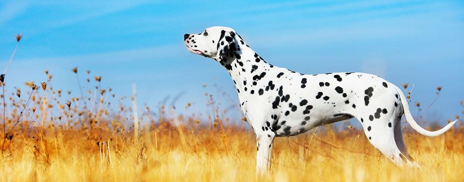 Beautiful Dalmatian dog