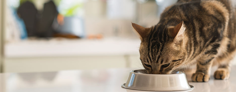 Beautiful feline cat eating on a metal bowl