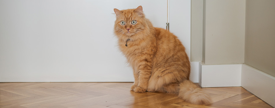 Beautiful ginger long hair cat