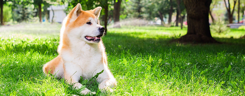 Akita Inu lying in the grass