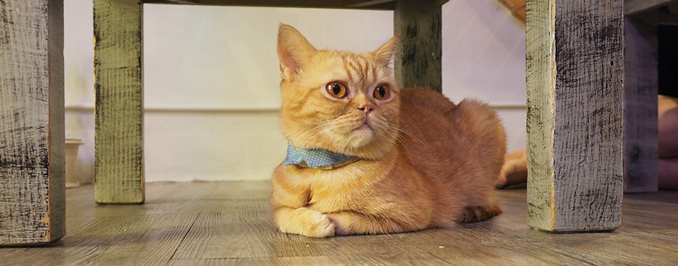 Beautiful short hair cat