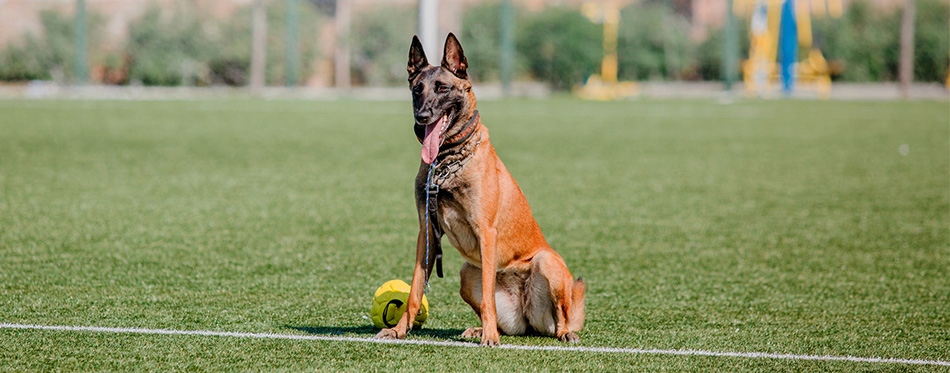 Belgian Malinois