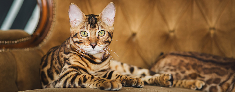 Bengal kitten