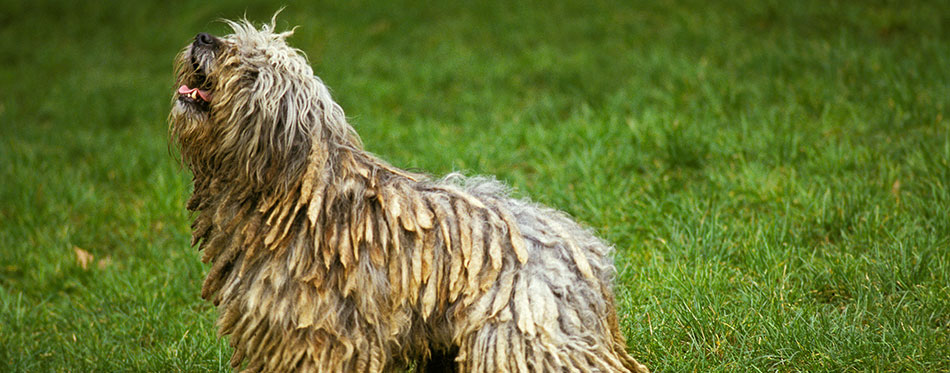 Bergamasco Shepherd