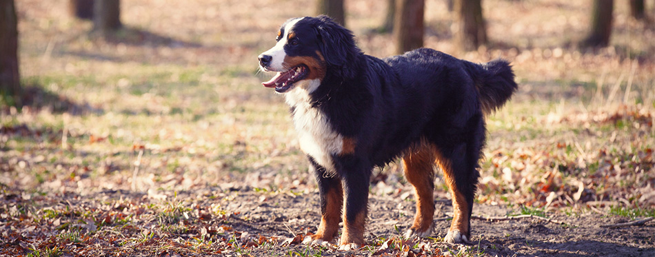 Bernese Mountain Dog