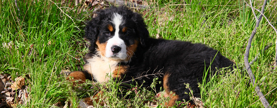 Bernese mountain dog