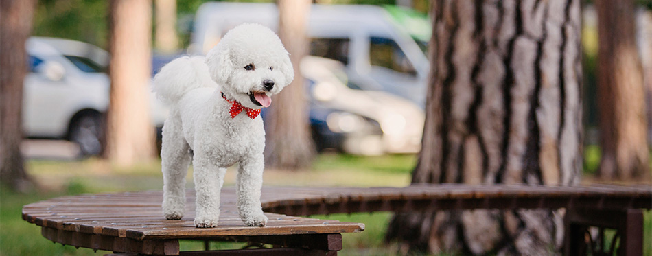 Bichon Frise