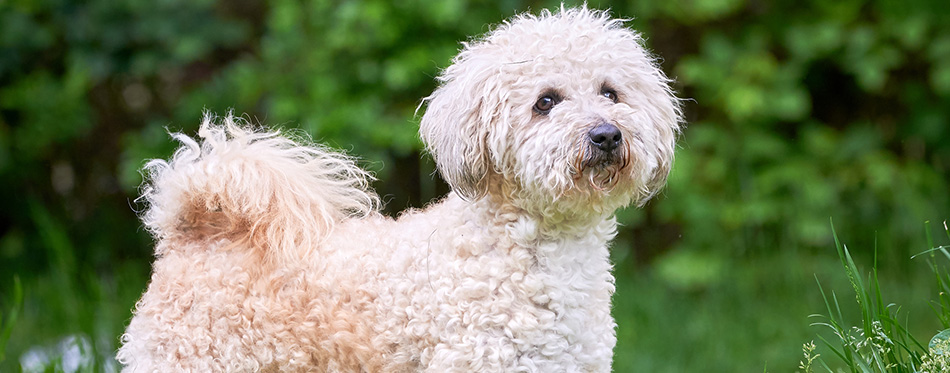 Bichon frise, beautiful white dog