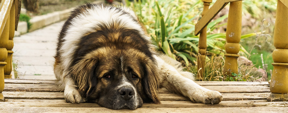 Big saint bernard dog before its house