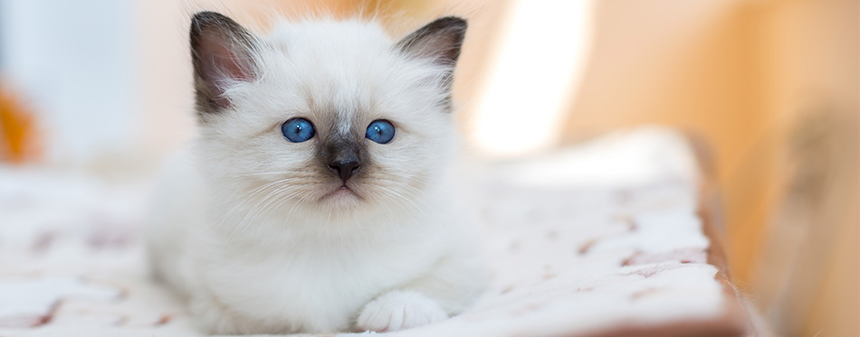 Birman kitten