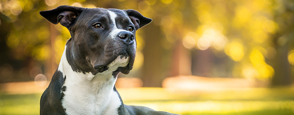 Black And White Beautiful Laying Male American Stafford Shire Terrier In The Autumn Park