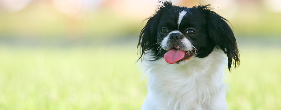 Black and white pekingese