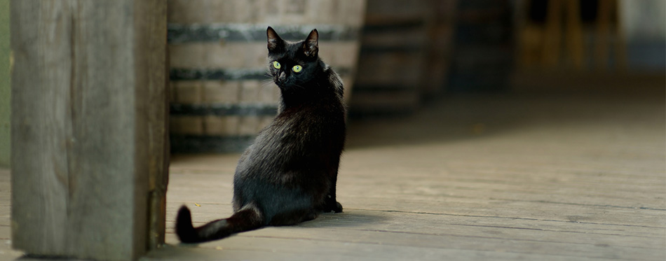 Black cat in an old winery