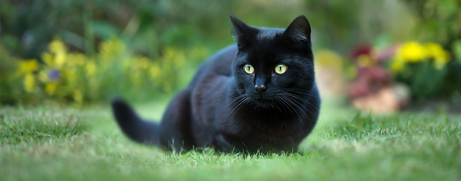 Black cat sitting in the grass