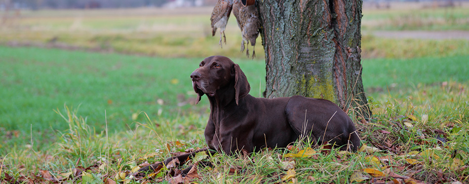 Bloodhound