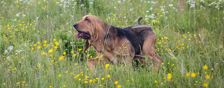 Bloodhound