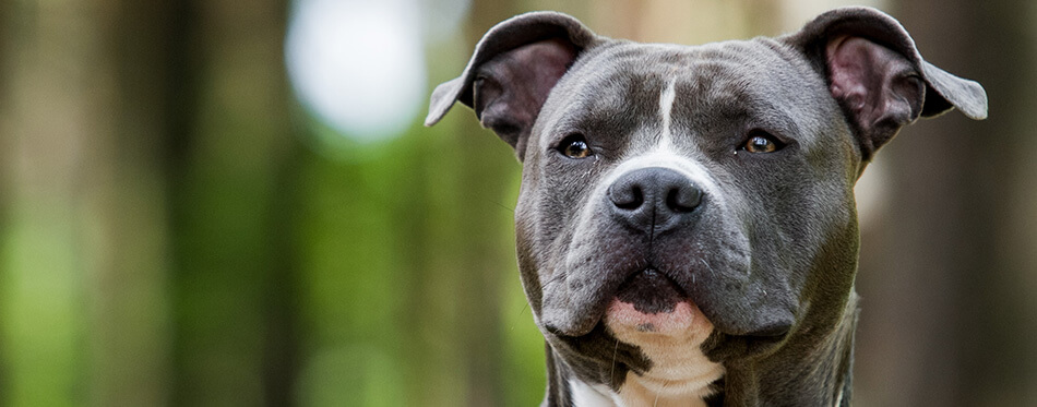 Blue American staffordshire terrier, amstaff, stafford