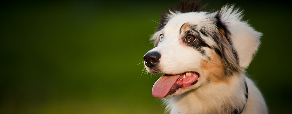 Australian Shepherd Breed Facts