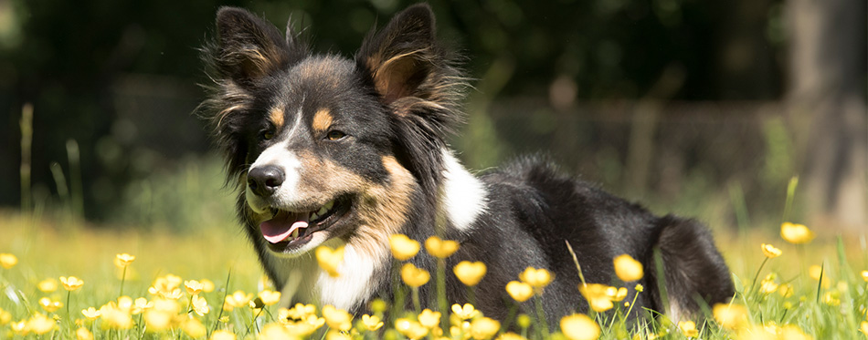  Border Collie lying in grass