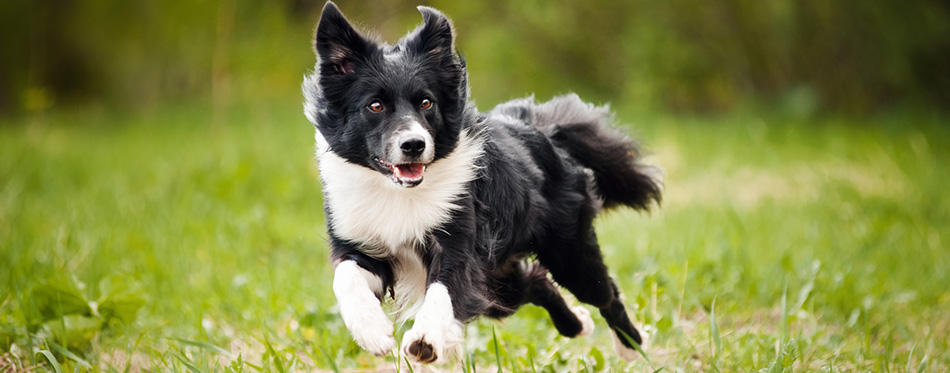 Border Collie