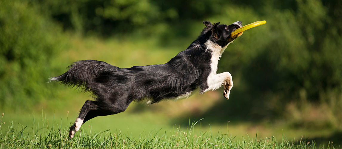 Border collie dog playing with frisbee