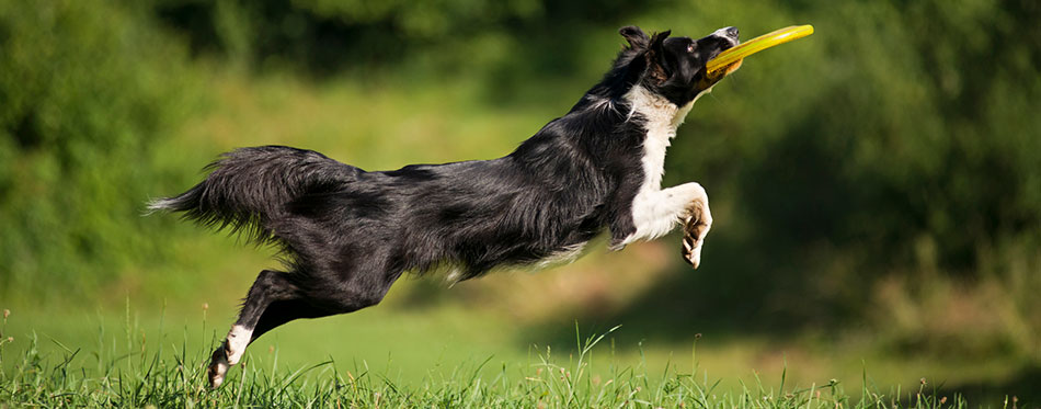 Border collie playing fetch with a frisbie