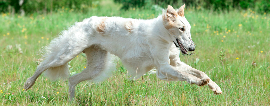 Borzoi