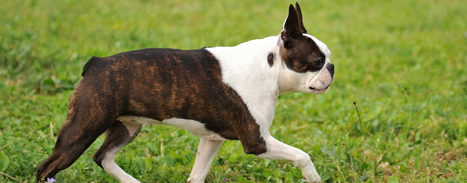 Boston terrier