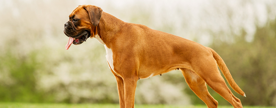 Boxer Dog