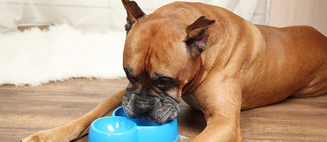 Boxer eating