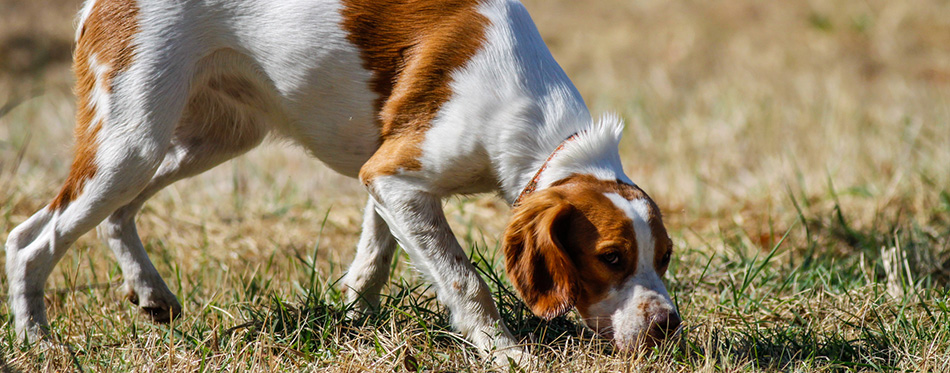Brittany spaniel, young hunting dog sniffing