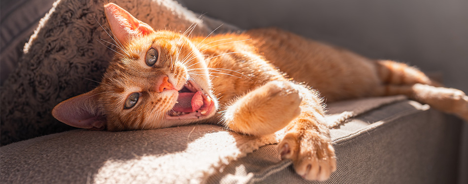 Brown tabby cat lying on a sofa