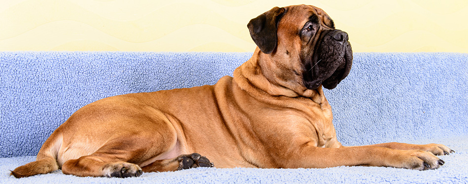 Bullmastiff