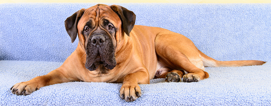 Bullmastiff