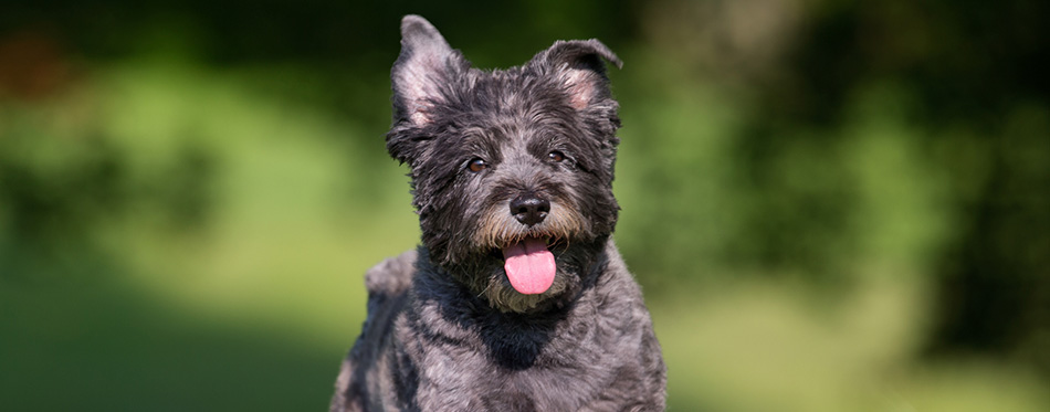 Cairn terrier dog