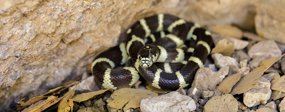 California Kingsnake