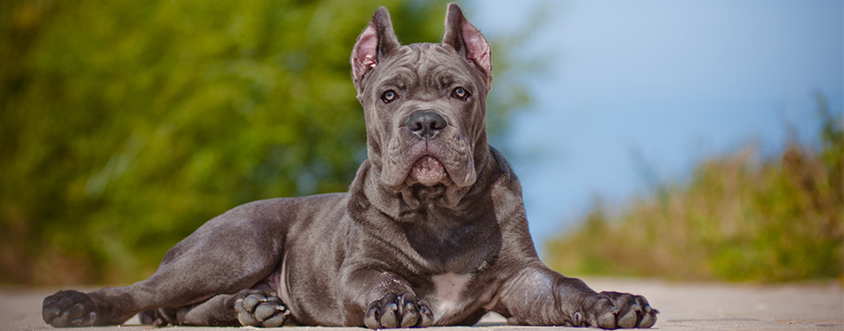 Cane Corso