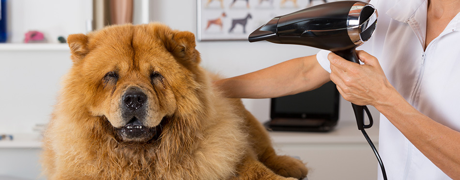 Canine hairdresser