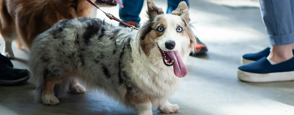 Cardigan Welsh Corgi