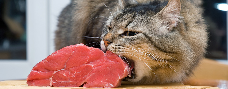 Cat eating piece of meat