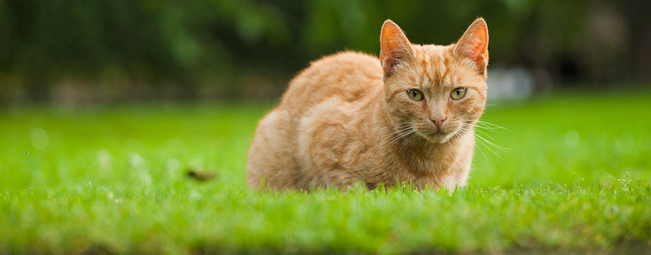 Cat in the garden