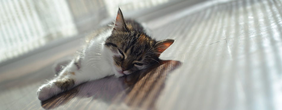 Cat is lying on floor heating