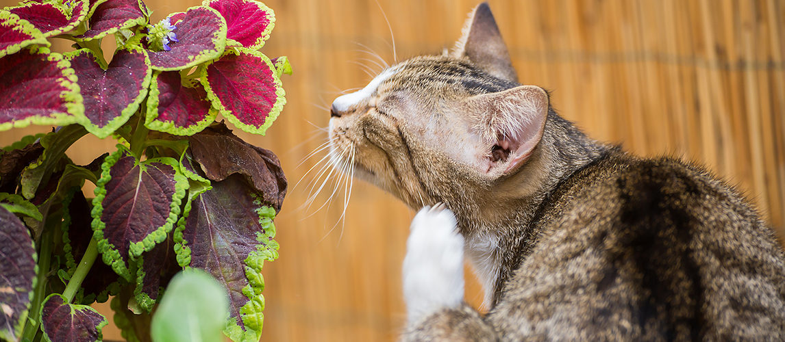 Cat itches on the street near the flower