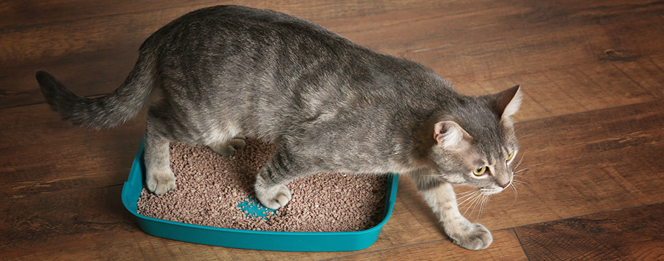 Cat litter box