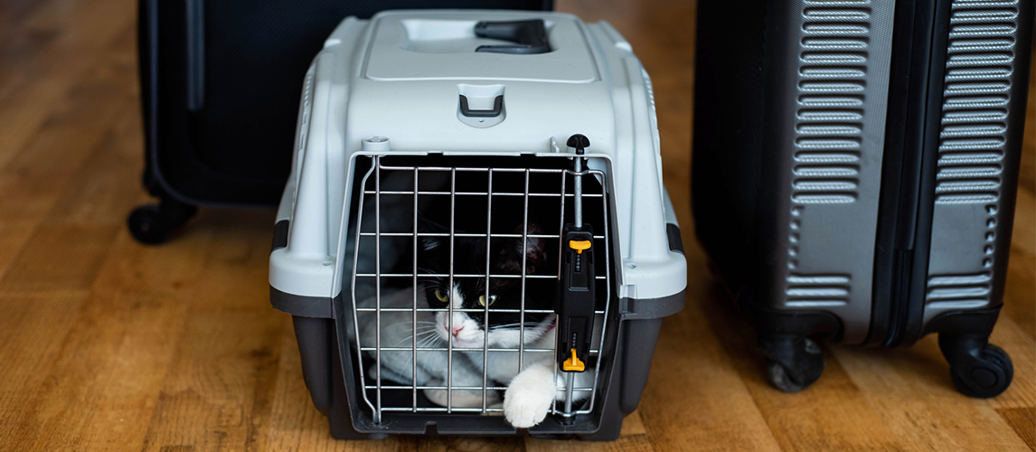 Cat lying inside a plastic pet carrier