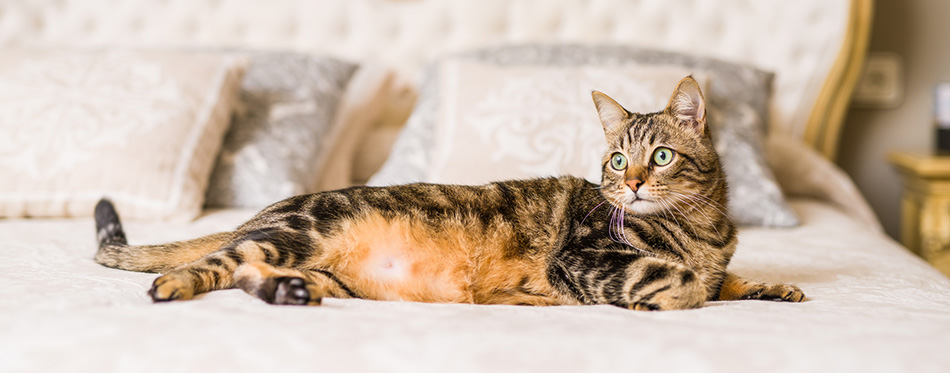 Cat lying on the bed