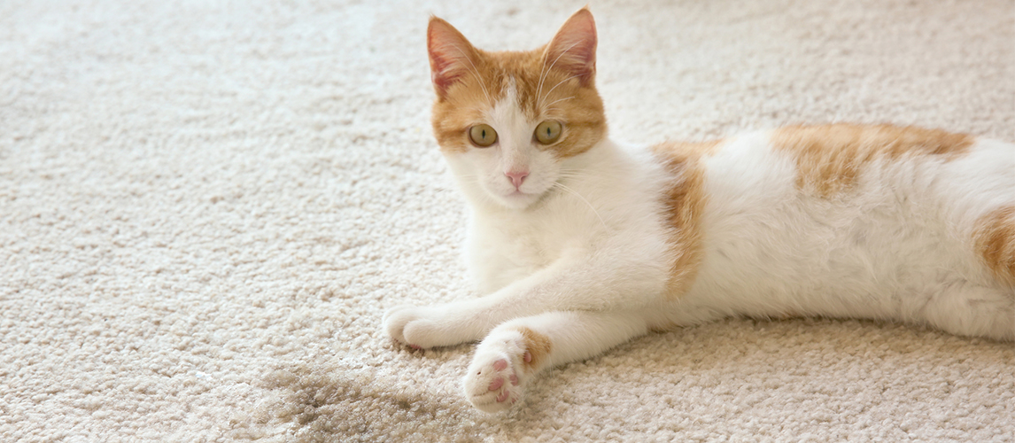 Cat lying on the carpet 